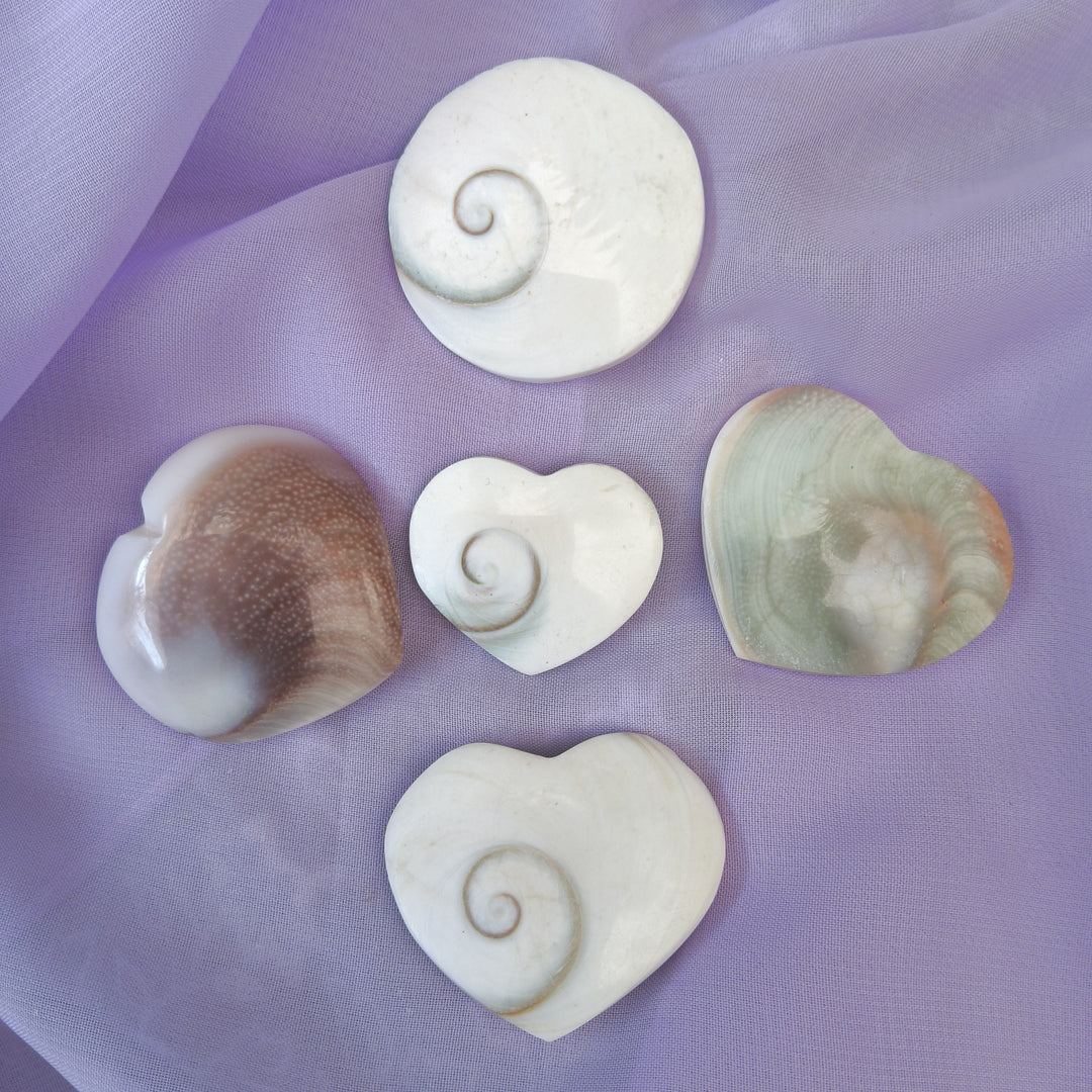 Shiva Eye Shells of Protection | Carpe Diem with Remi