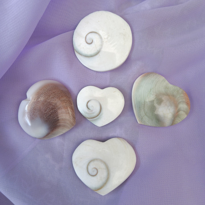 Shiva Eye Shells of Protection | Carpe Diem with Remi