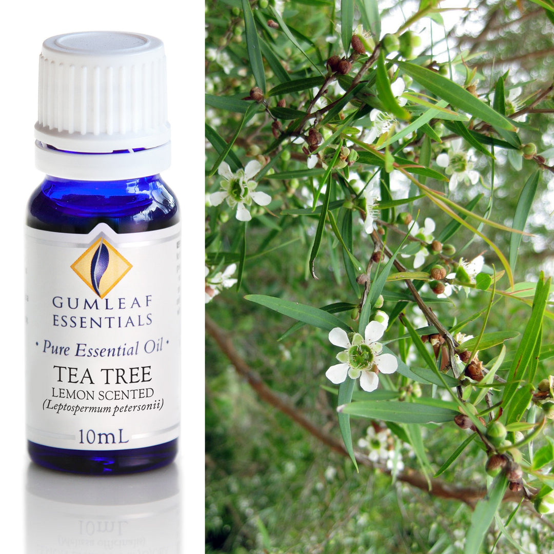Tea Tree Essential Oil Gumleaf Lemon Scented | Carpe Diem With Remi