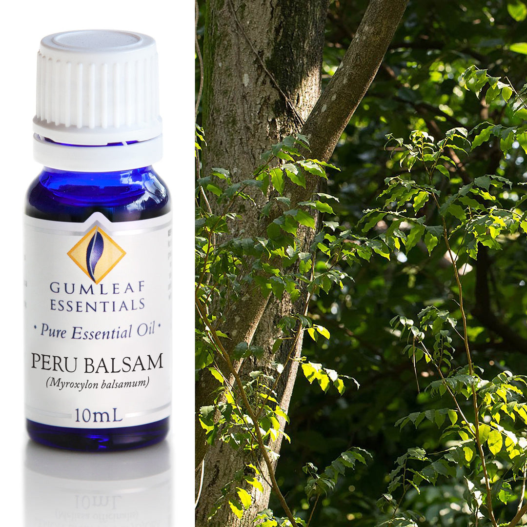 Peru Balsam Gumleaf Essential Oil