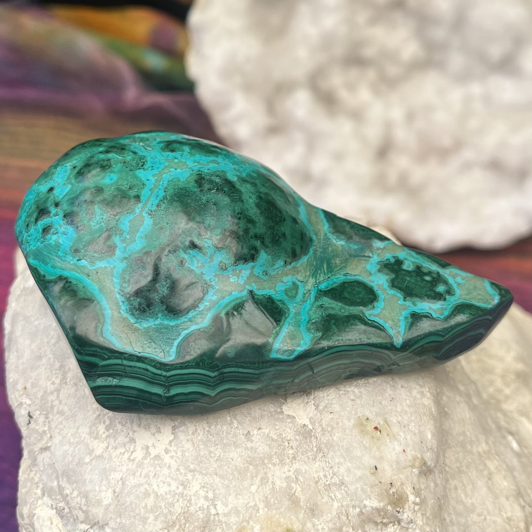 Malacholla Freeform 9.0 cm