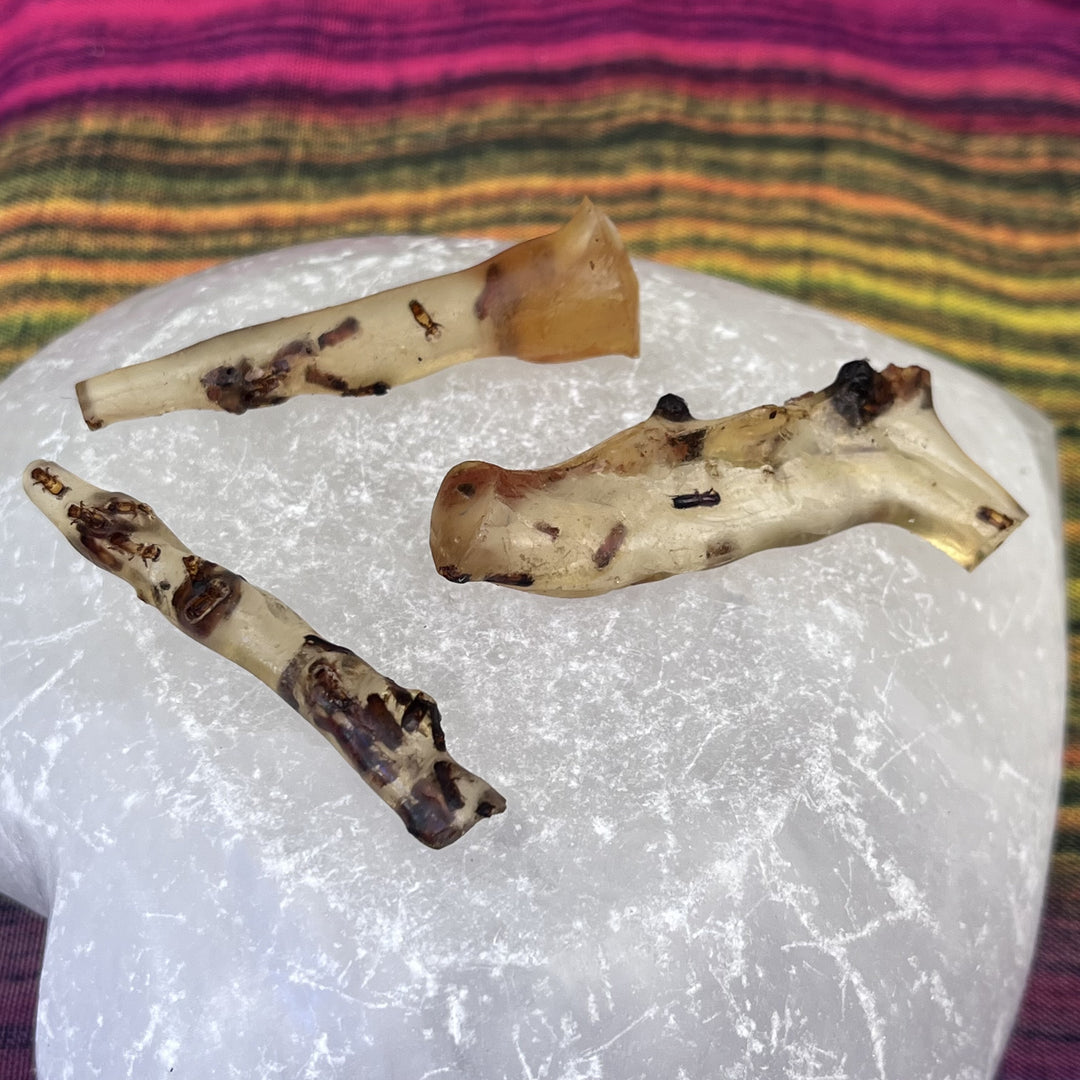Amber Pieces with Insect