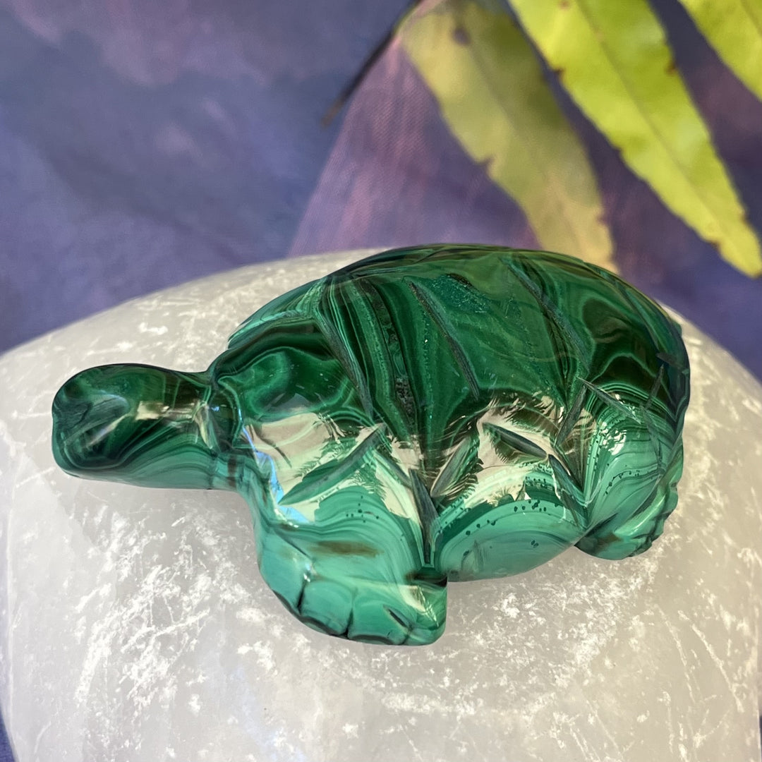 Turtle Malachite 7.0 cm