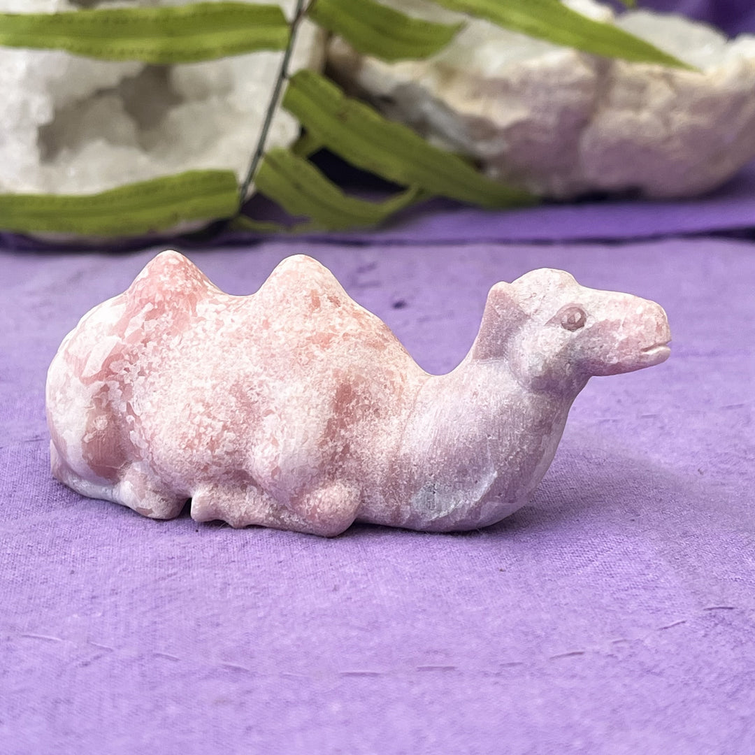 Camel Pink Opal Sitting 10 cm