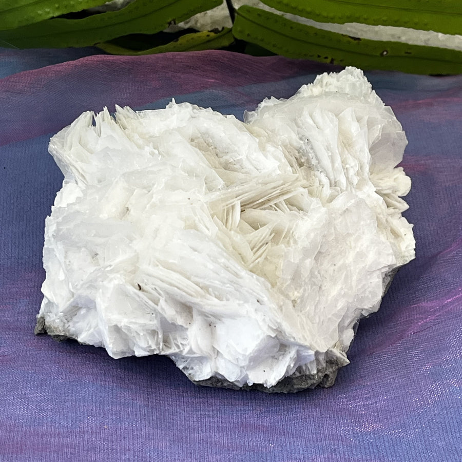 Angel Wing Calcite Clusters Raw Natural Pieces | Carpe Diem With Remi