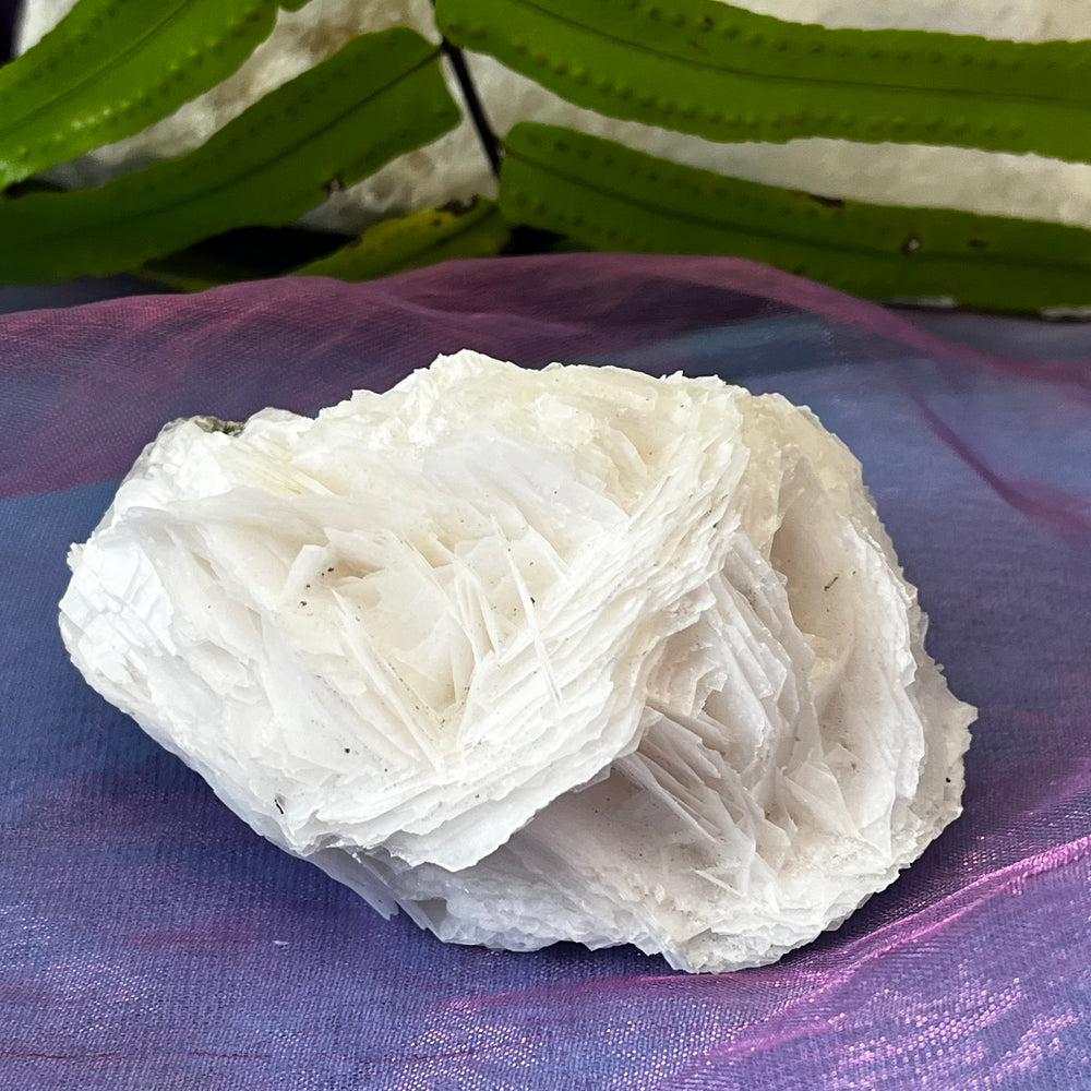 Angel Wing Calcite Clusters Raw Natural Pieces | Carpe Diem With Remi