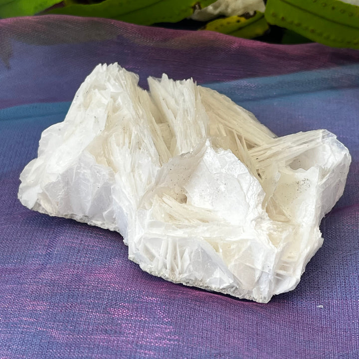 Angel Wing Calcite Clusters Raw Natural Pieces | Carpe Diem With Remi