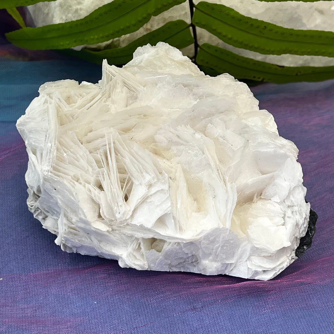 Angel Wing Calcite Clusters Raw Natural Pieces | Carpe Diem With Remi