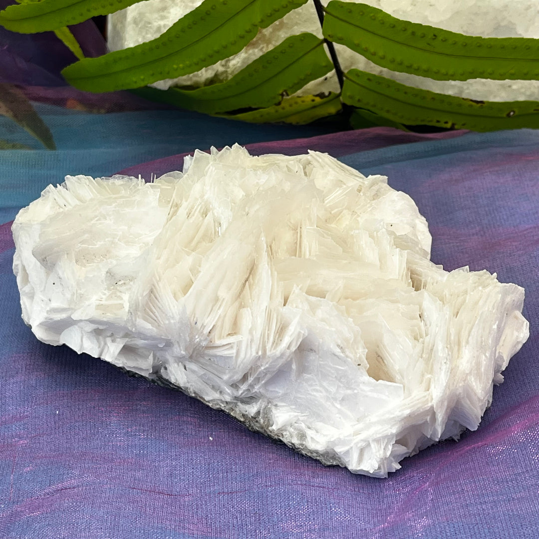 Angel Wing Calcite Clusters Raw Natural Pieces | Carpe Diem With Remi
