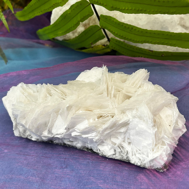 Angel Wing Calcite Clusters Raw Natural Pieces | Carpe Diem With Remi
