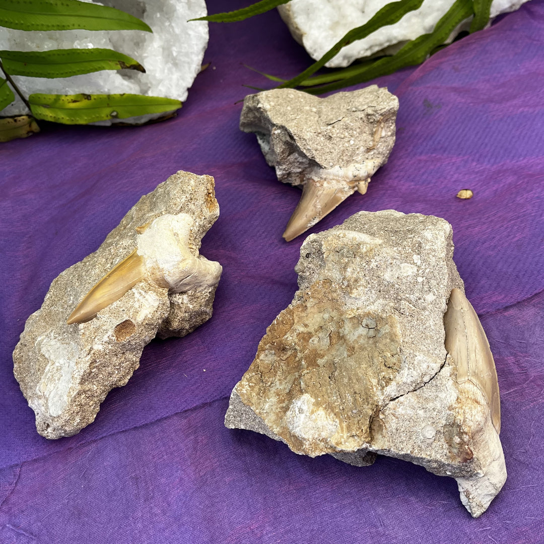 Shark's Teeth in Matrix XL