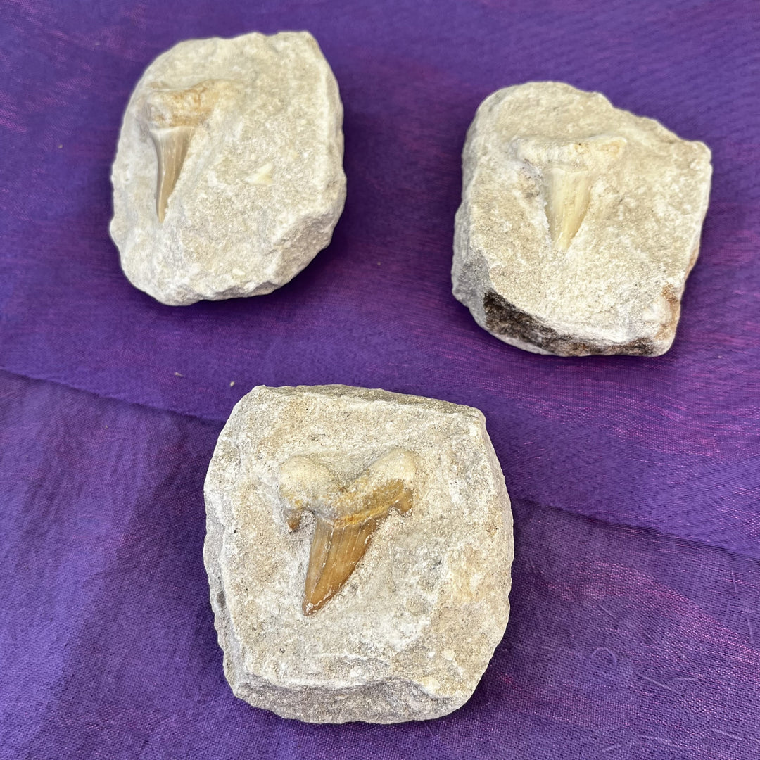 Shark's Teeth in Matrix