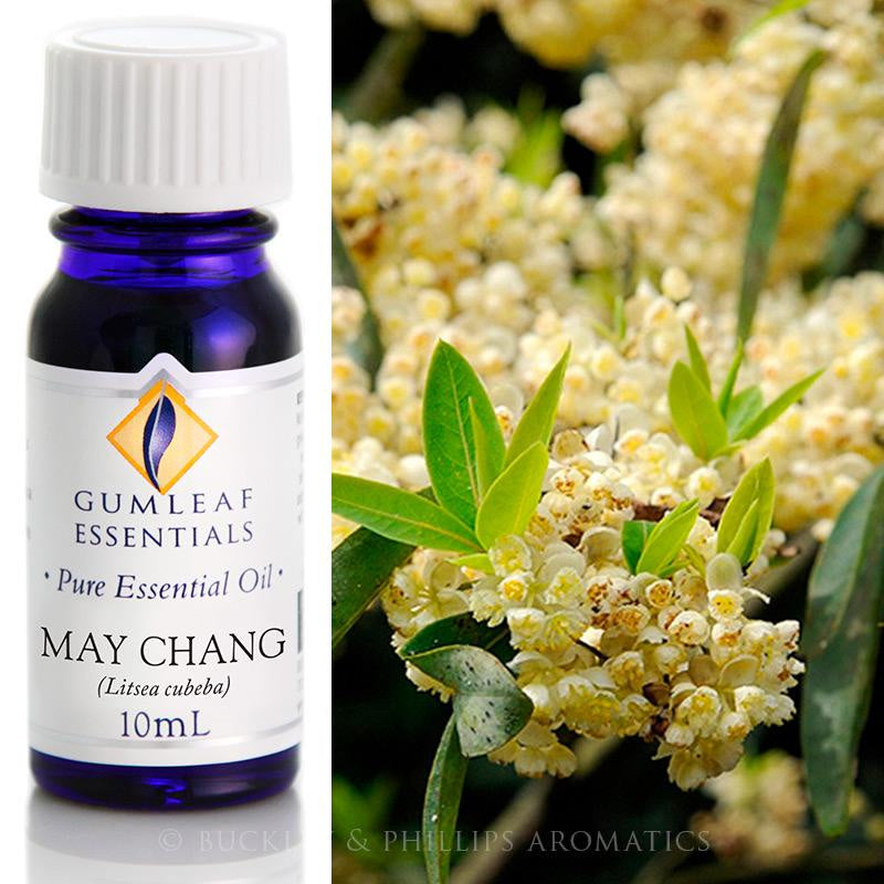 May Chang Essential Oil Gumleaf 10 ml | Carpe Diem With Remi