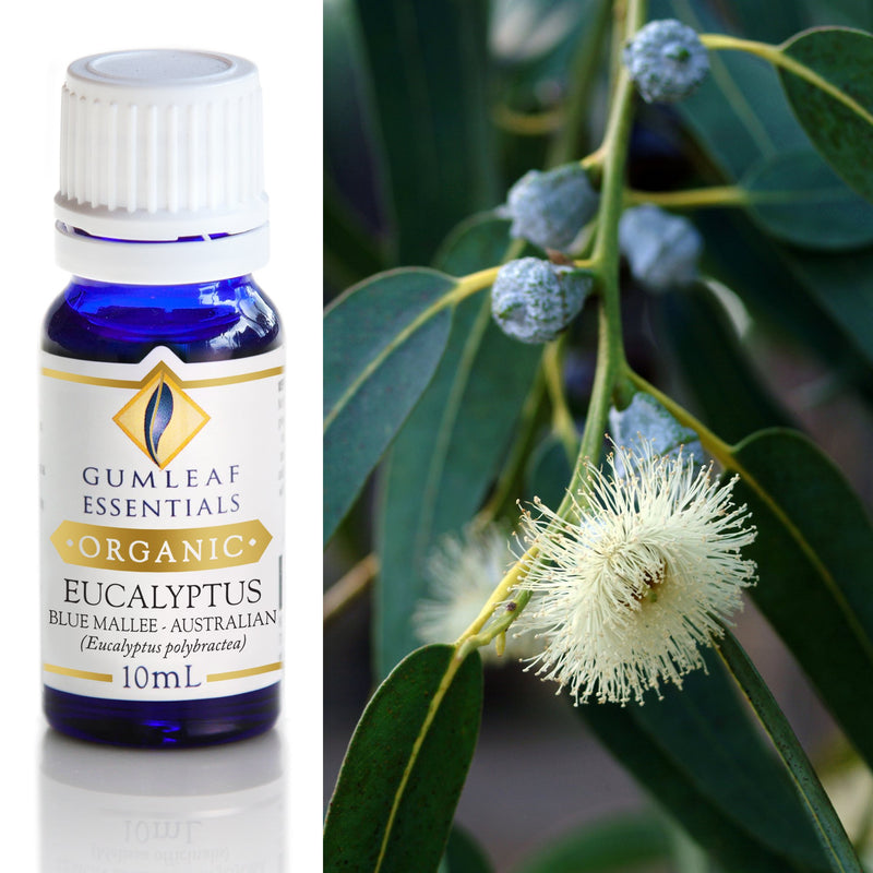 Eucalyptus Mallee Organic Essential Oil 10 ml