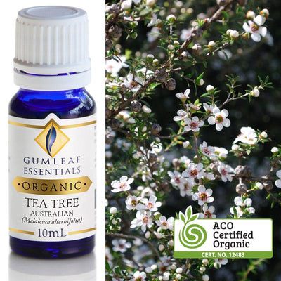 Tea Tree Organic Essential Oil Gumleaf 10 ml | Carpe Diem With Remi