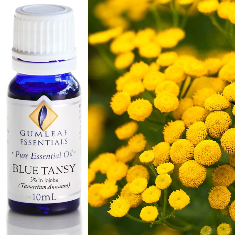 Blue Tansy Essential Oil Gumleaf 10 ml | Carpe Diem With Remi