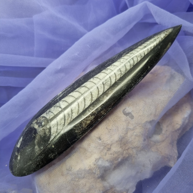 Orthoceras Fossil 16 cm | Carpe Diem With Remi