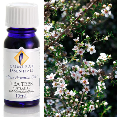 Tea Tree Essential Oil Gumleaf 10ml | Carpe Diem with Remi