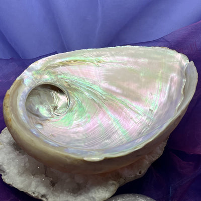 Abalone Shell XL AAA Quality | Carpe Diem With Remi