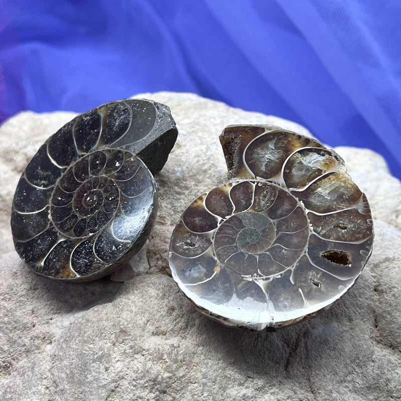 Ammonite Fossil Opalized Pair 4.2 cm
