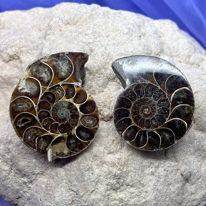 Ammonite Fossil Opalized Pair 4.7 cm