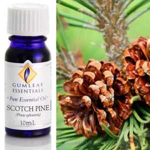 Scotch Pine | Essential Oil | Gumleaf | Carpe Diem with Remi