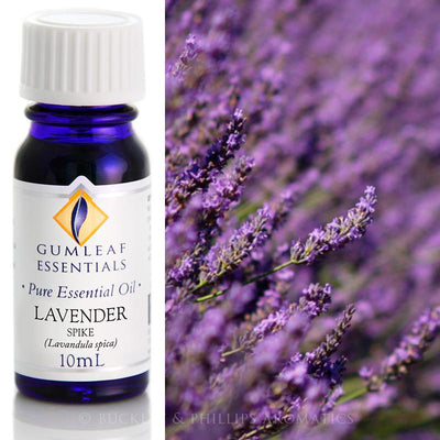 Lavender Spike Essential Oil Gumleaf | Carpe Diem With Remi
